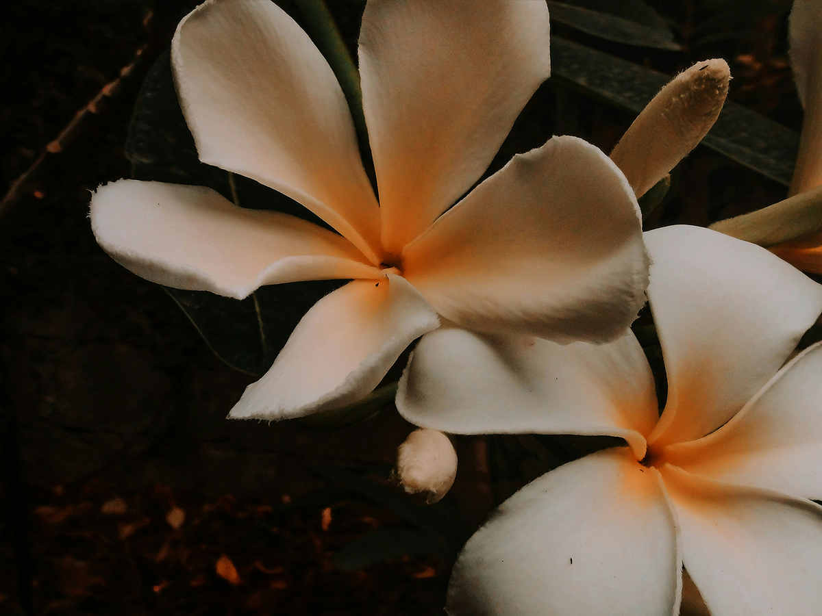 Edit_Botanics